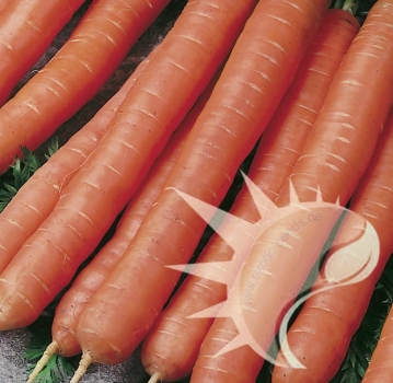 Lange rote stumpfe ohne Herz 2 'Vollenda', 200+ Samen